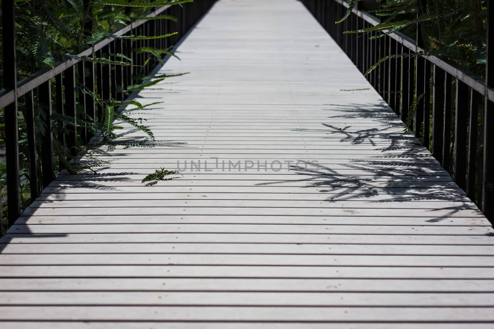 white Wooden Bridge in the marsh