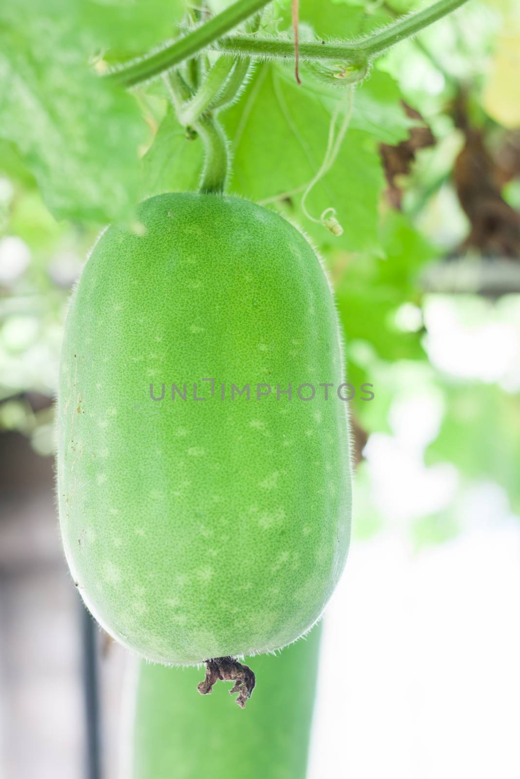 Winter melon hanging from branch in the garden, stock photo