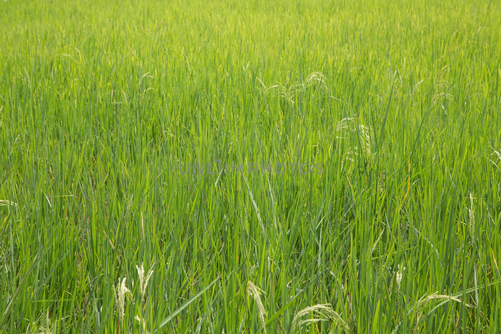 Green Rice Field - rice is the main food for asian country