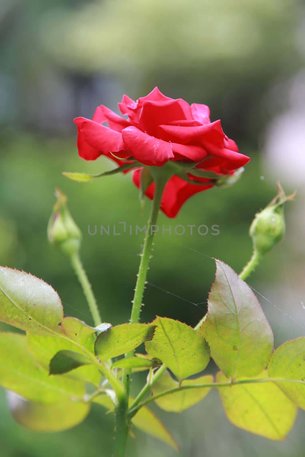 red rose is symbol of love, love like a rose "beautiful and has thorn"