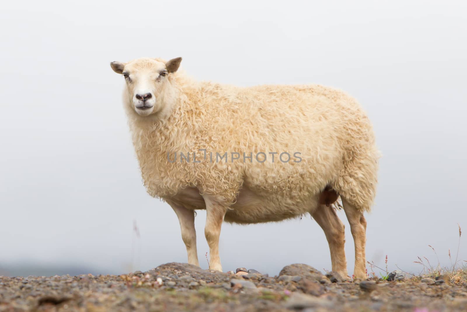 Single Icelandic sheep in the typical Icelandic scenery