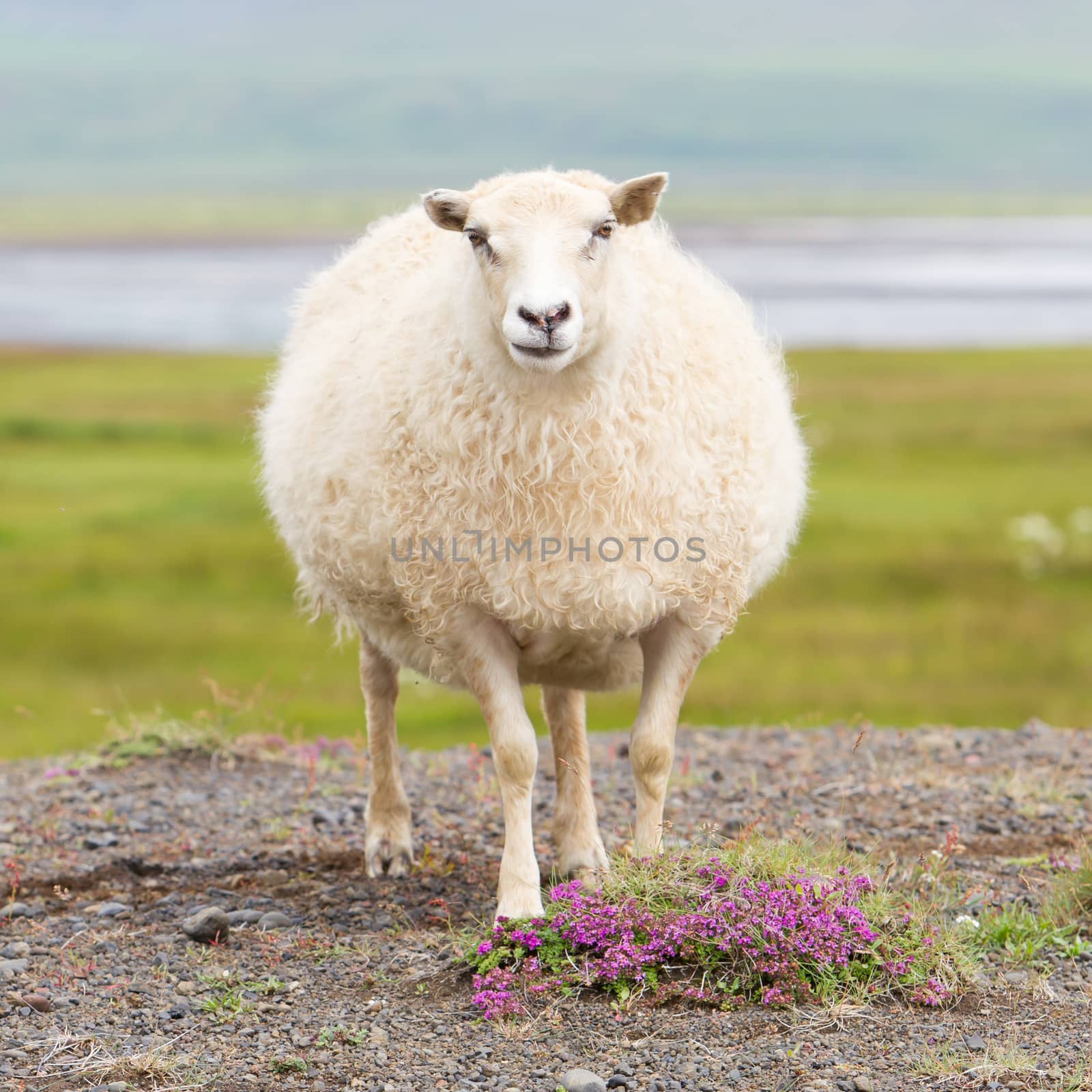Single Icelandic sheep by michaklootwijk