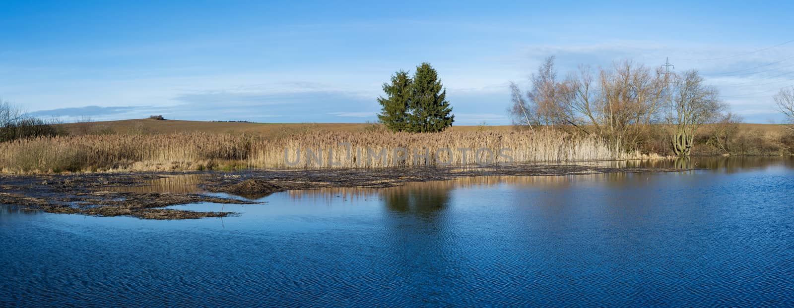 reeds at the pond in winter against blue sky, rural scene, landscape