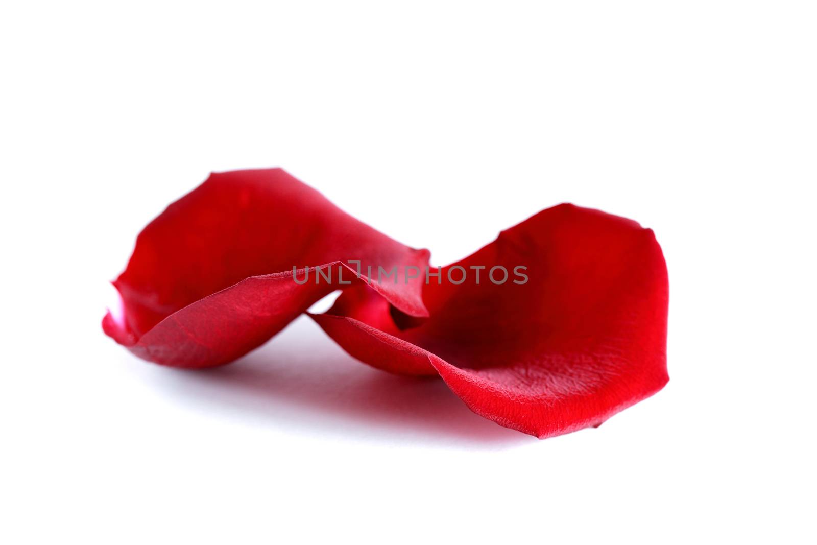 Romance concept. Pair of red rose petals on white background