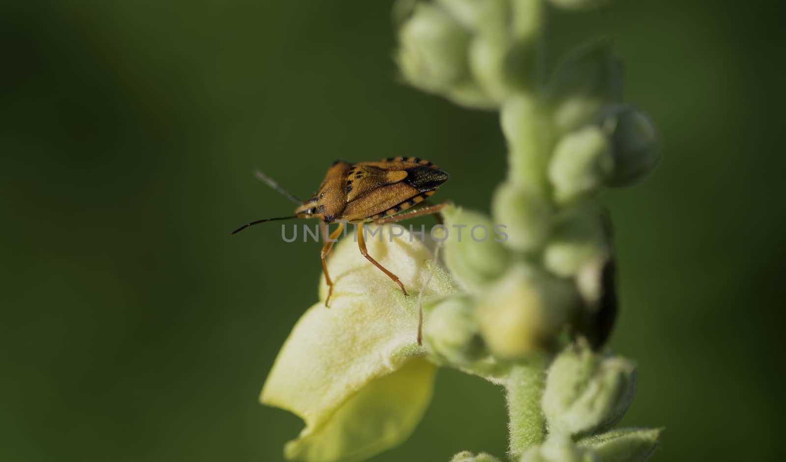 Red shield bug on green Plant  -  Carpocoris mediterraneus (Tamanini, 1959)