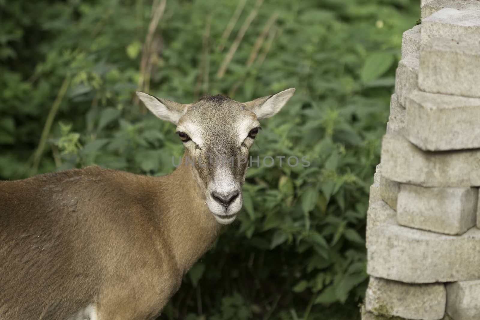 The European Roe Deer  -  Capreolus capreolus