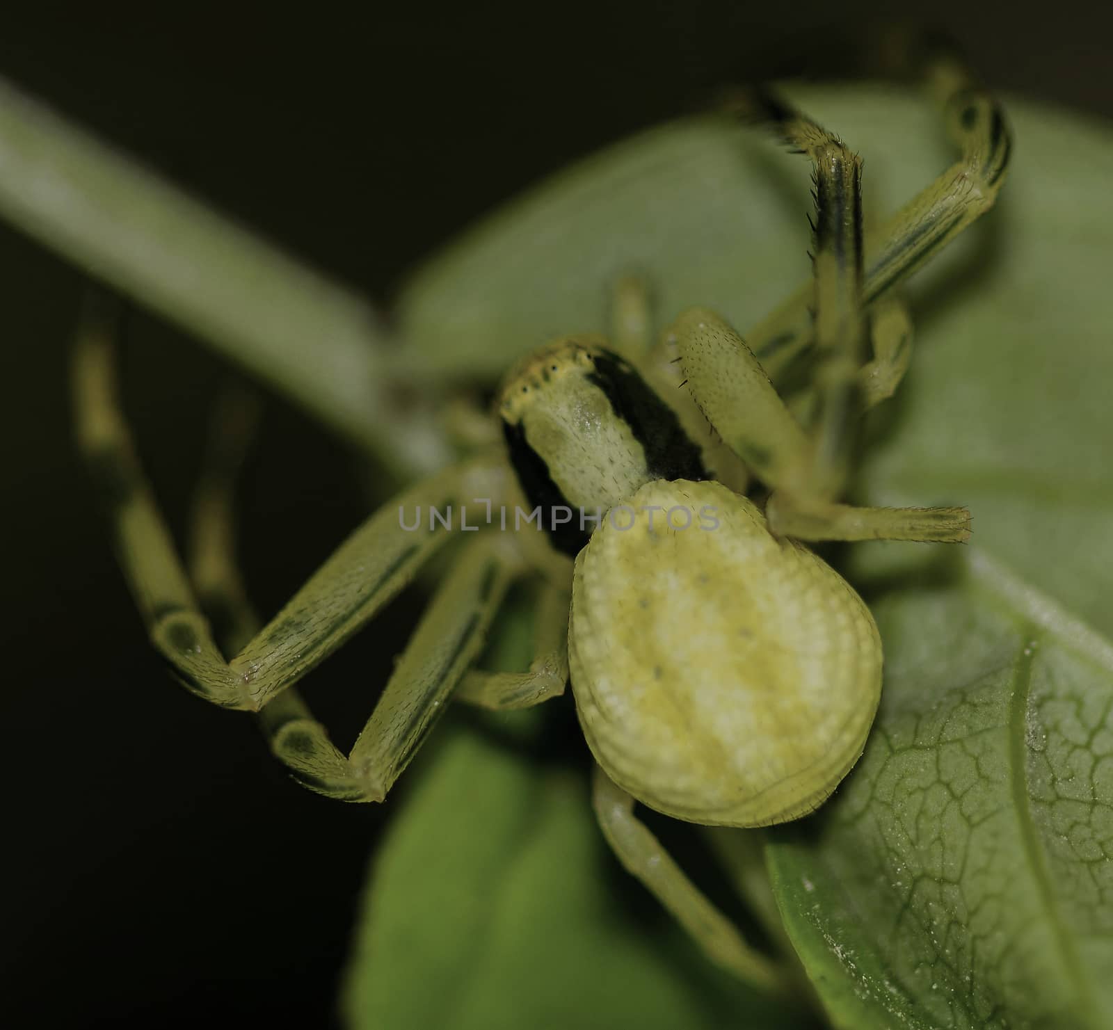 Yellow Flower Crab spider by gstalker