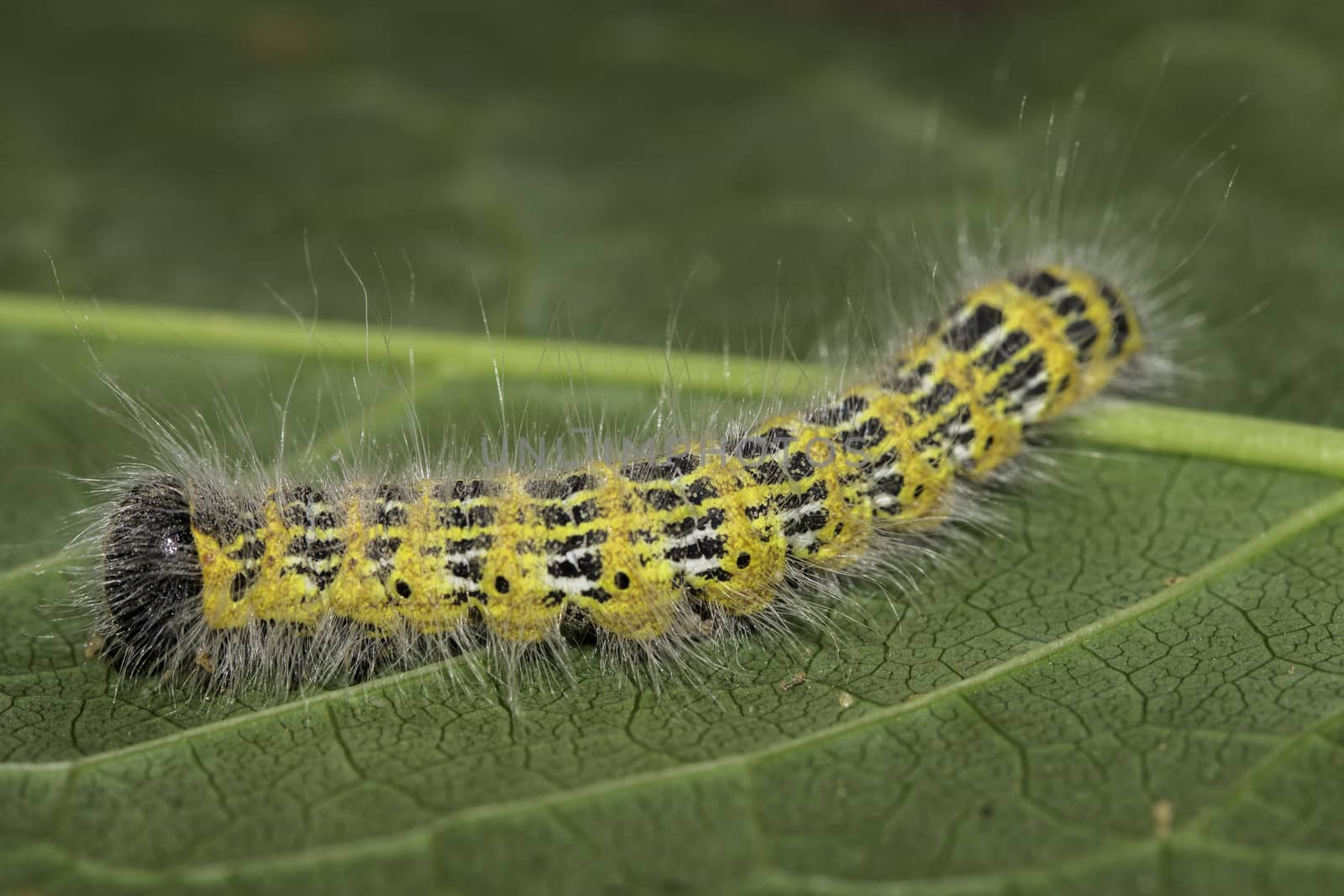 Buff-tip Caterpillar by gstalker