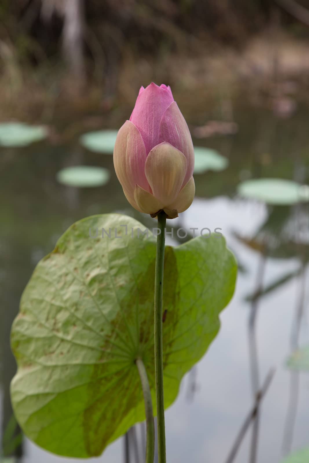 Pink lotus by ngarare