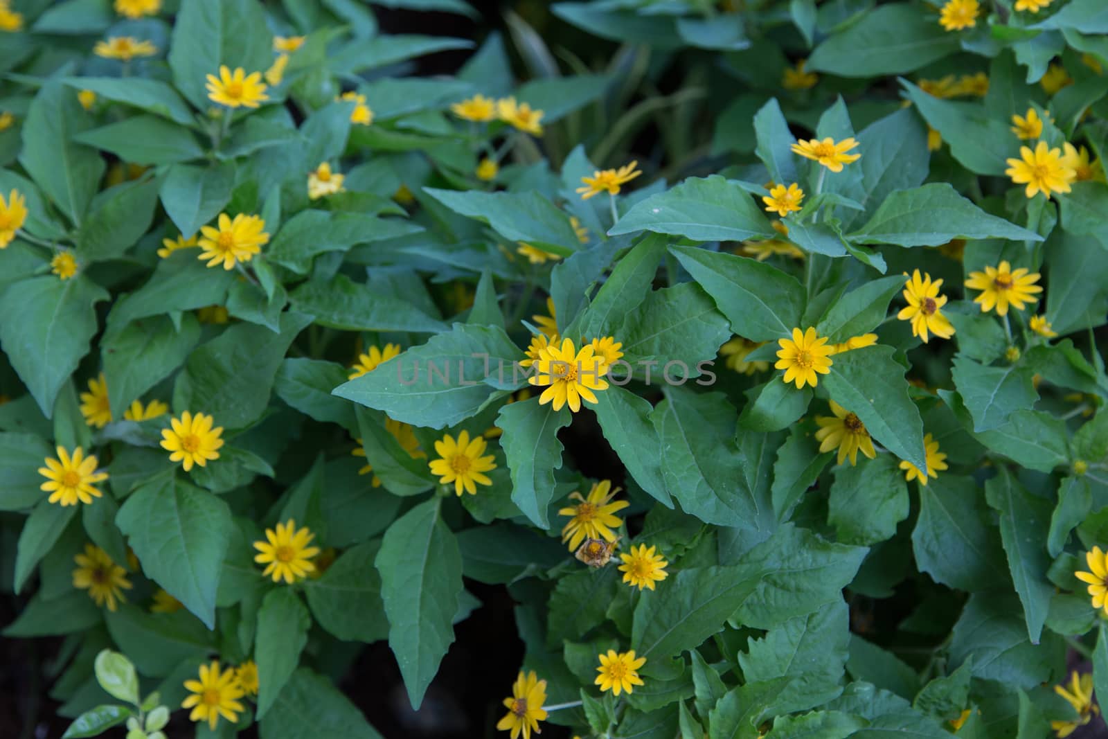 Little yellow star flower by ngarare