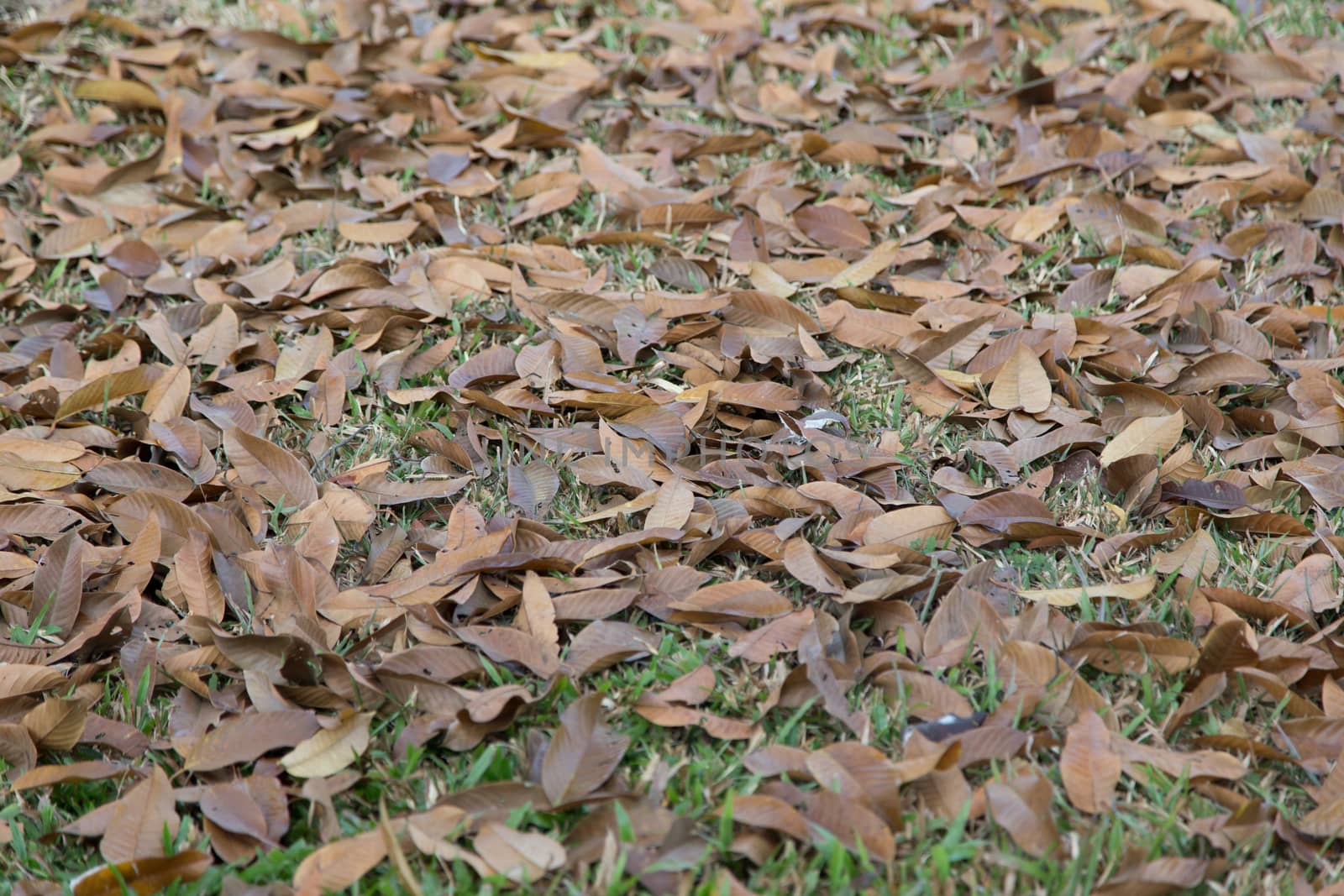 old leaves on grass field by ngarare