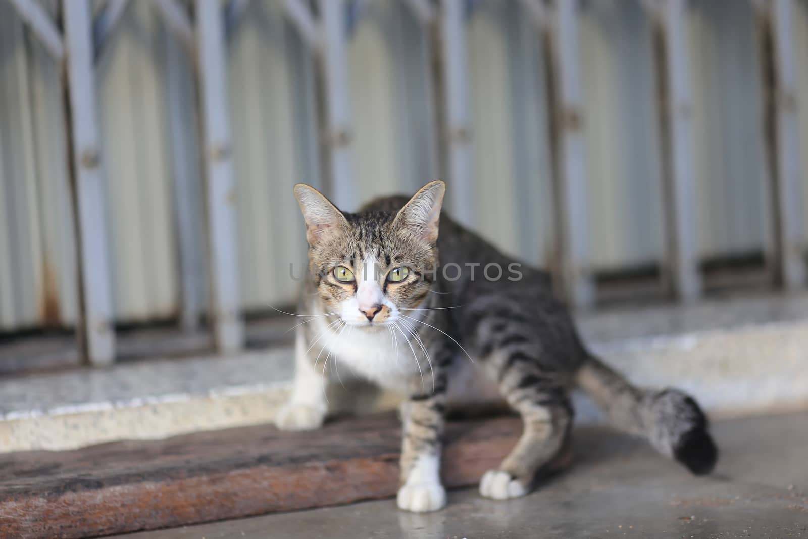 a cat looking at you