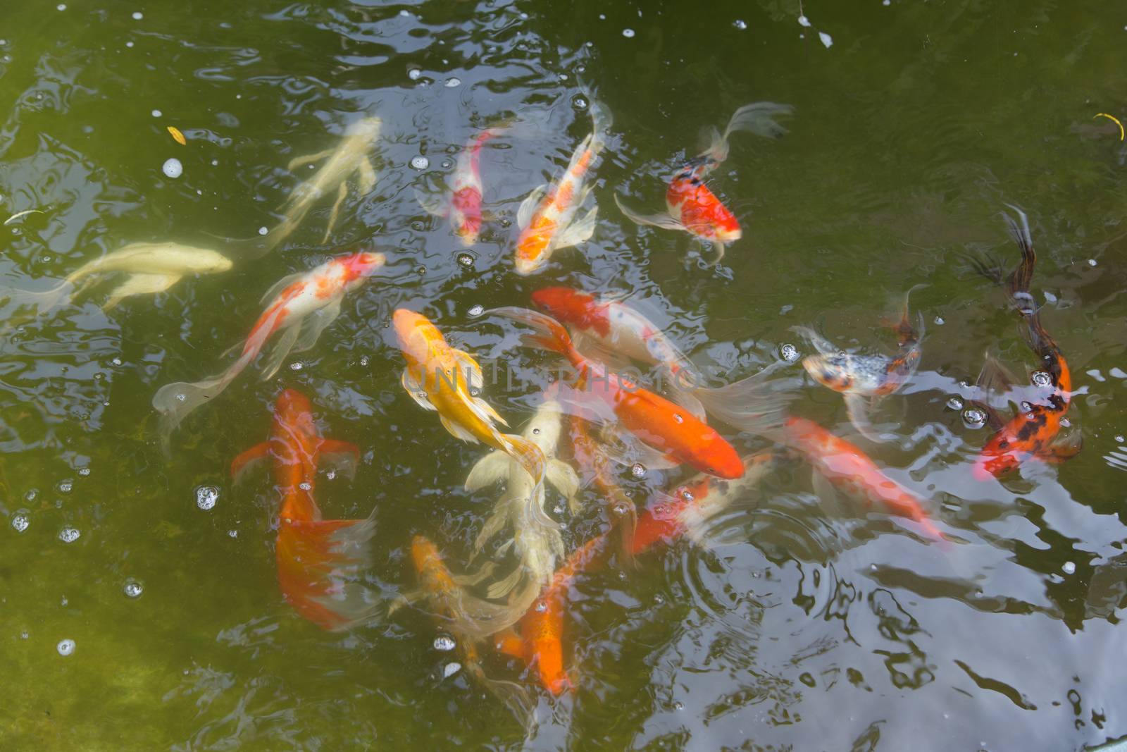 koi fish, Fancy carp, cyprinus carpio linn