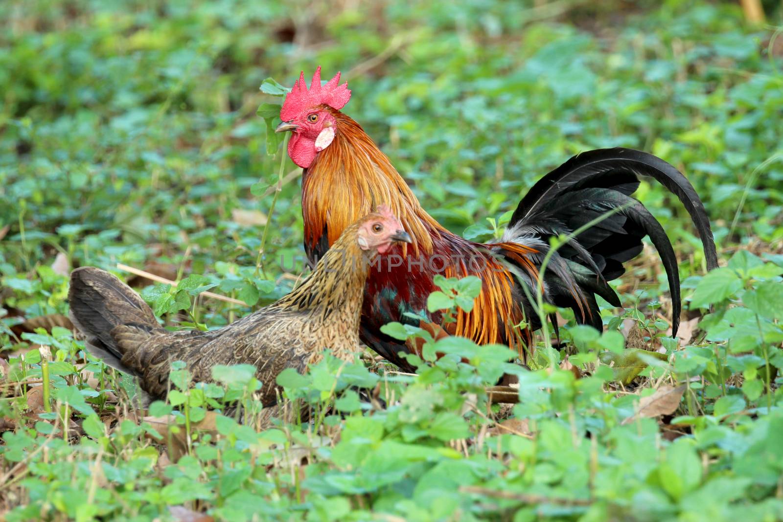 Image of cock and hen  in green field.