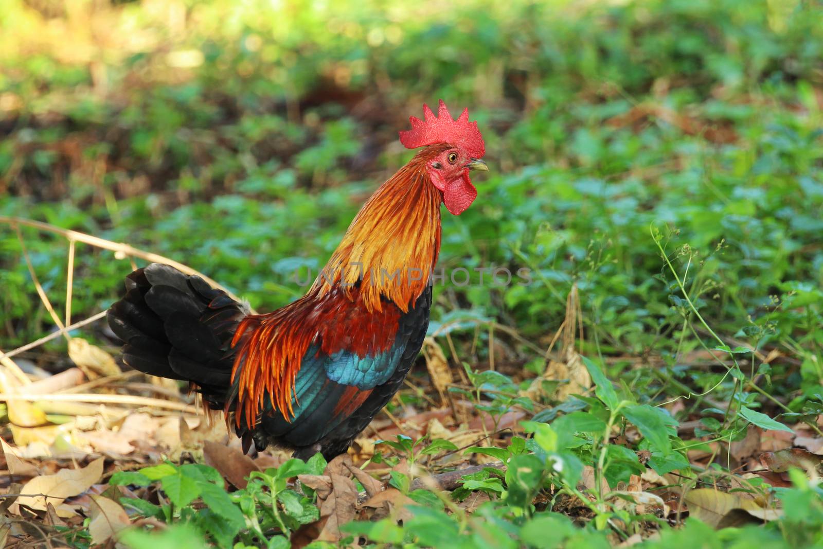 Image of cock in green field. by yod67