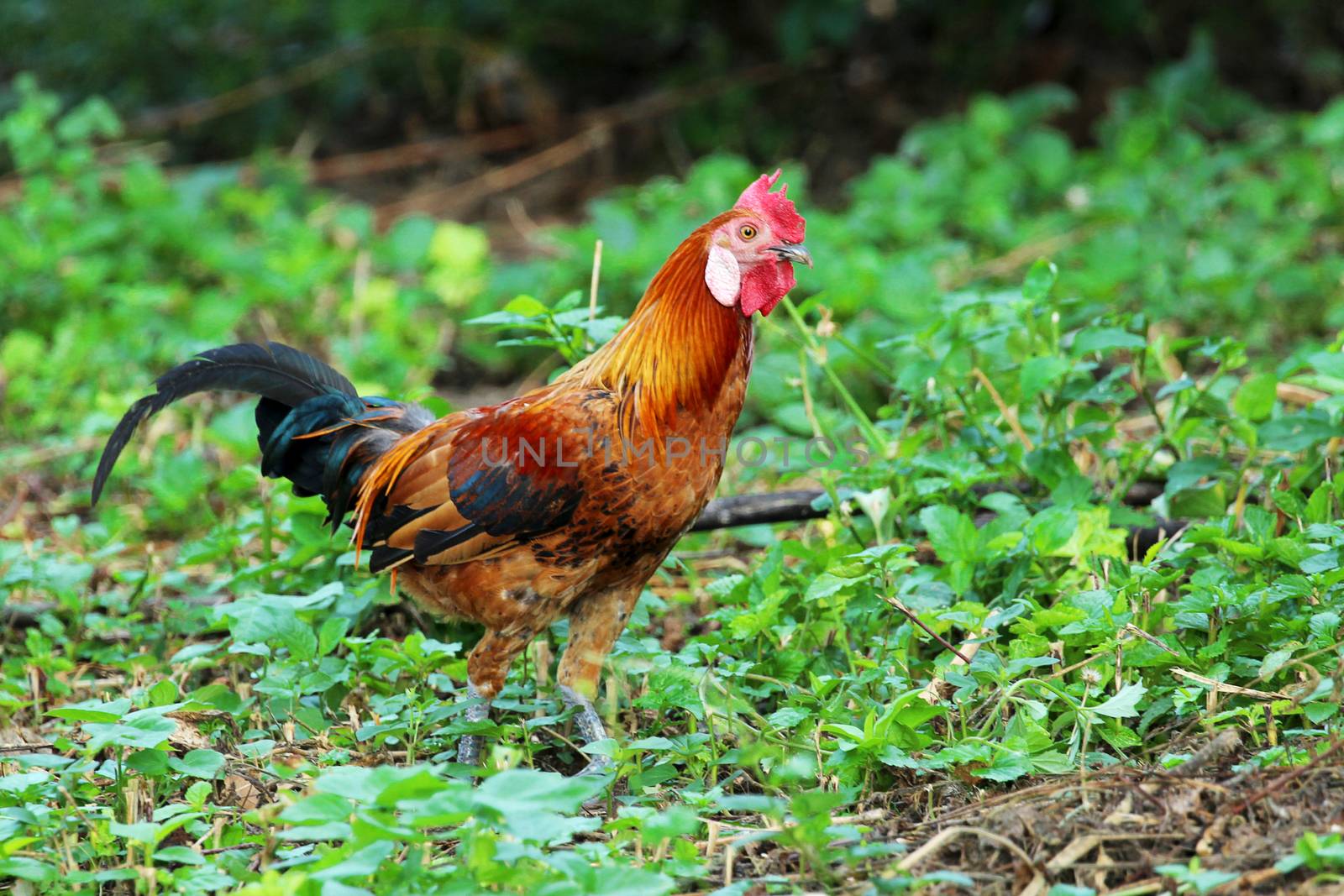 Image of cock in green field. by yod67