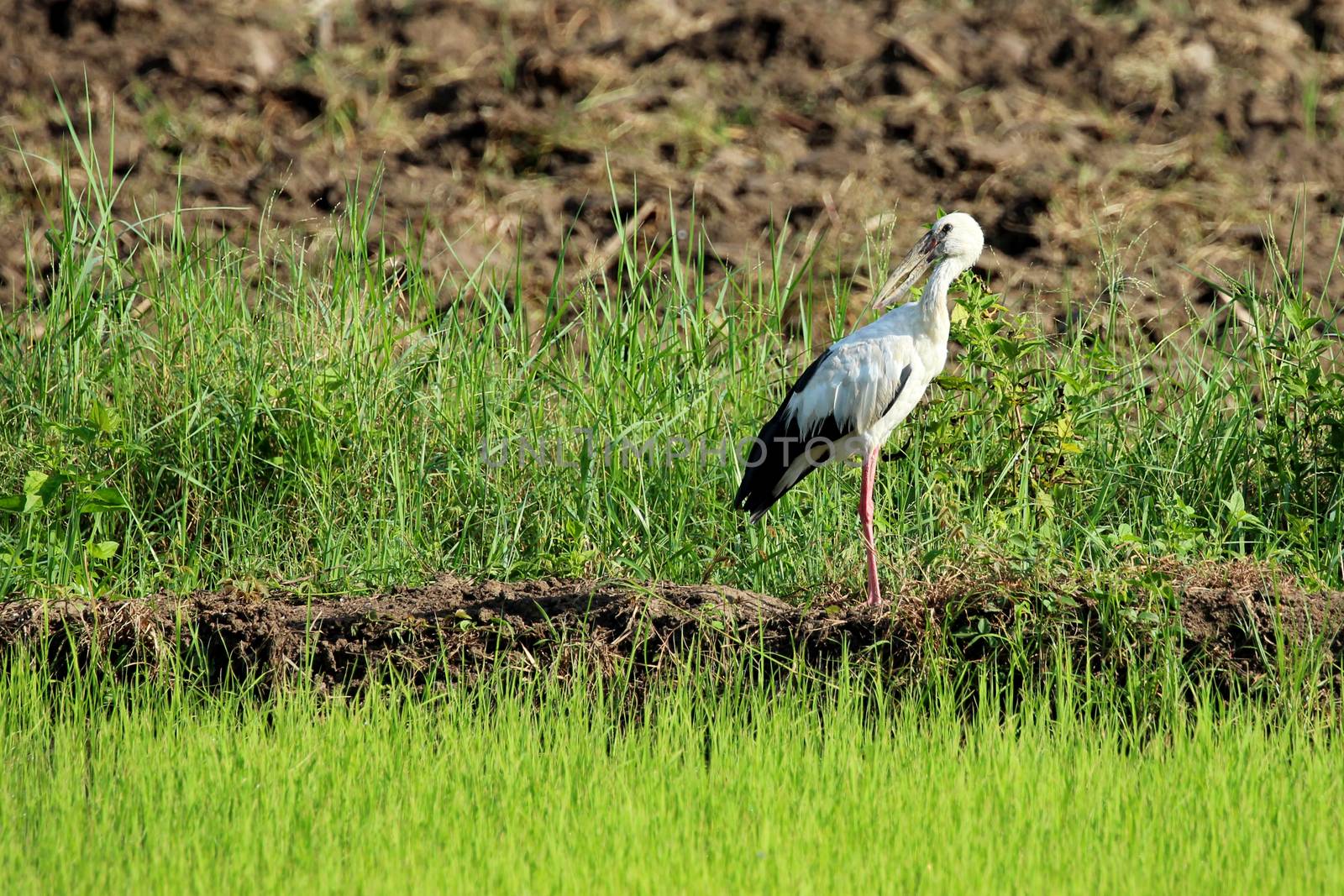 Image of stork on nature background by yod67
