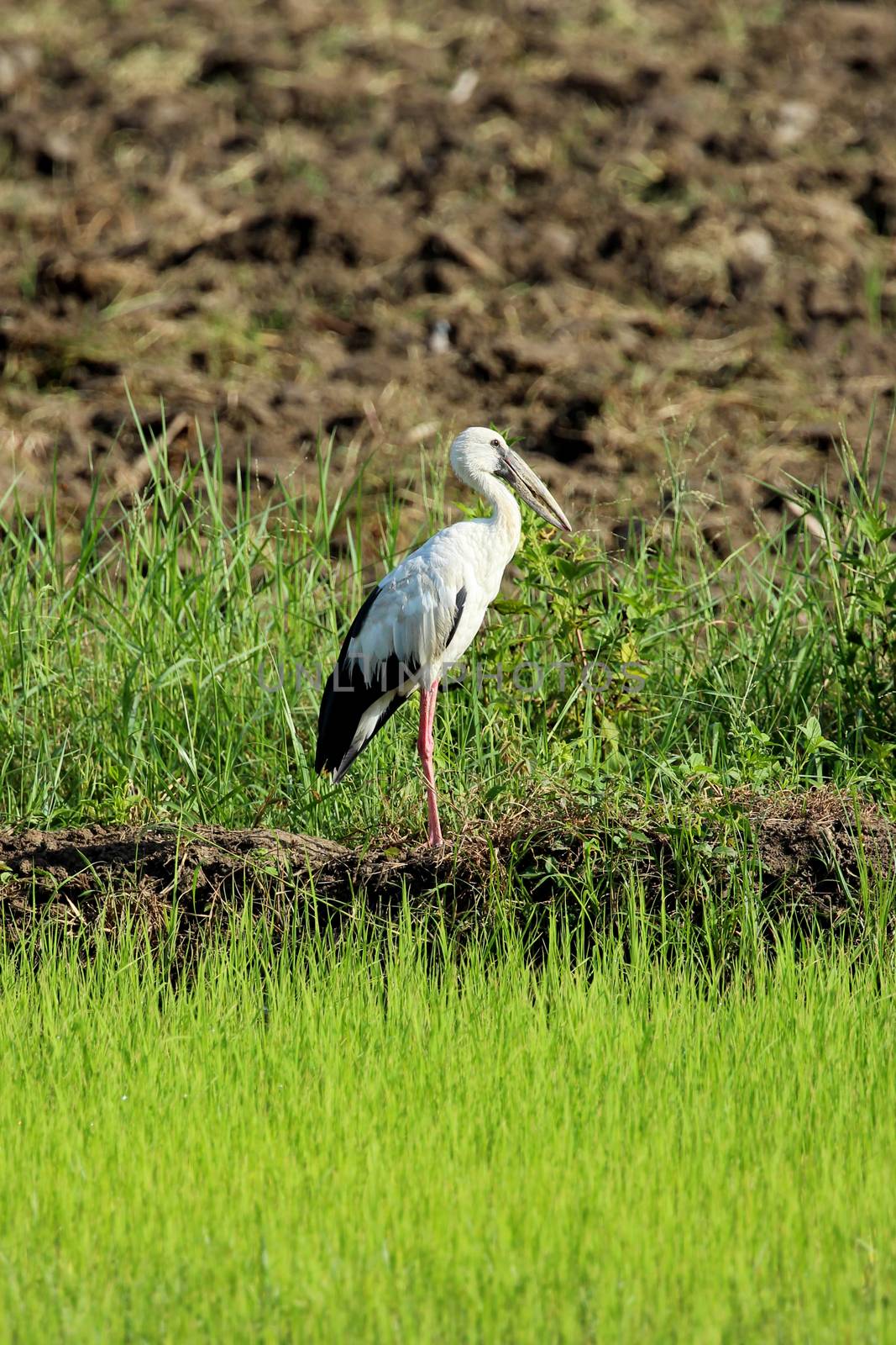 Image of stork on nature background