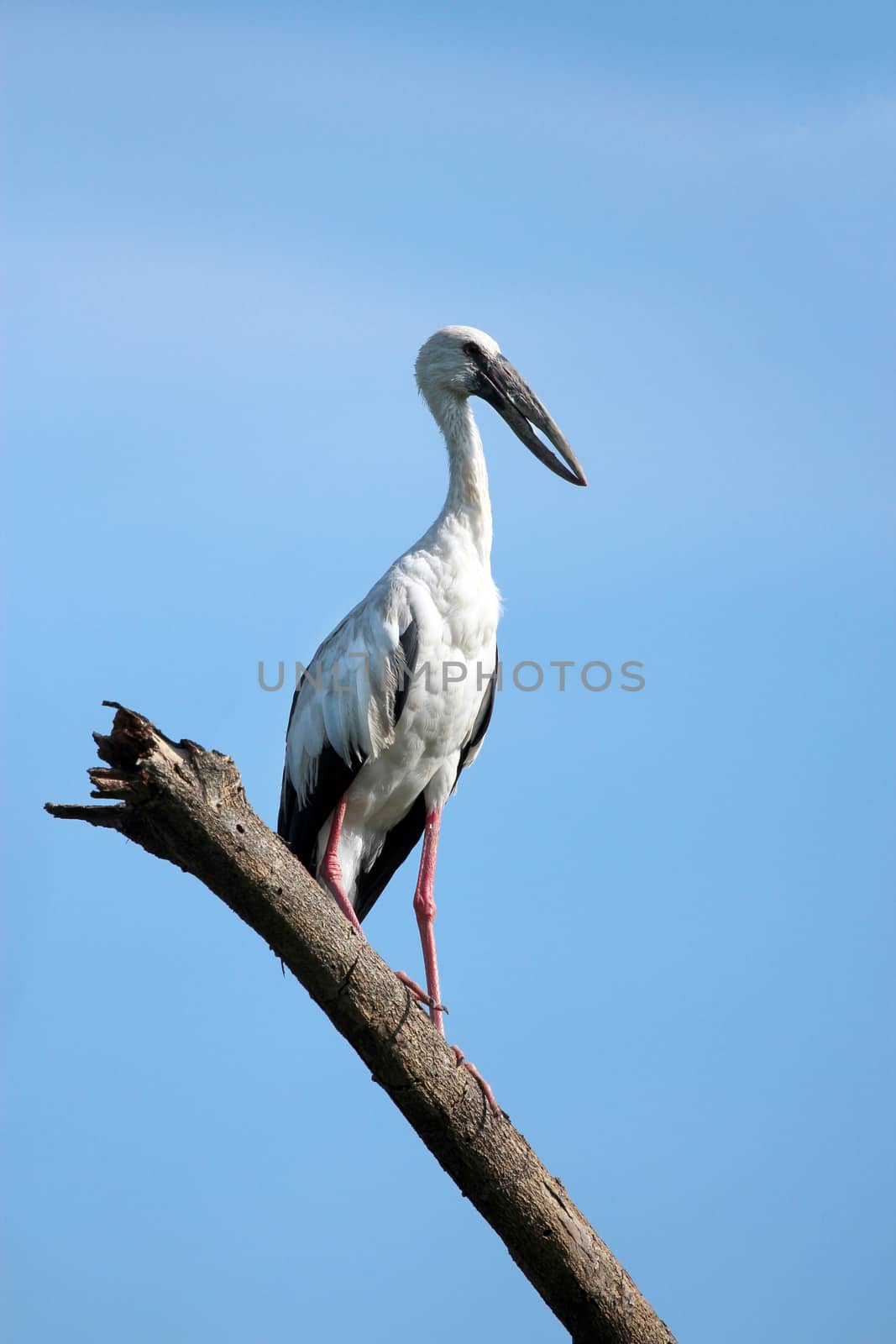 Image of stork perched on tree branch by yod67