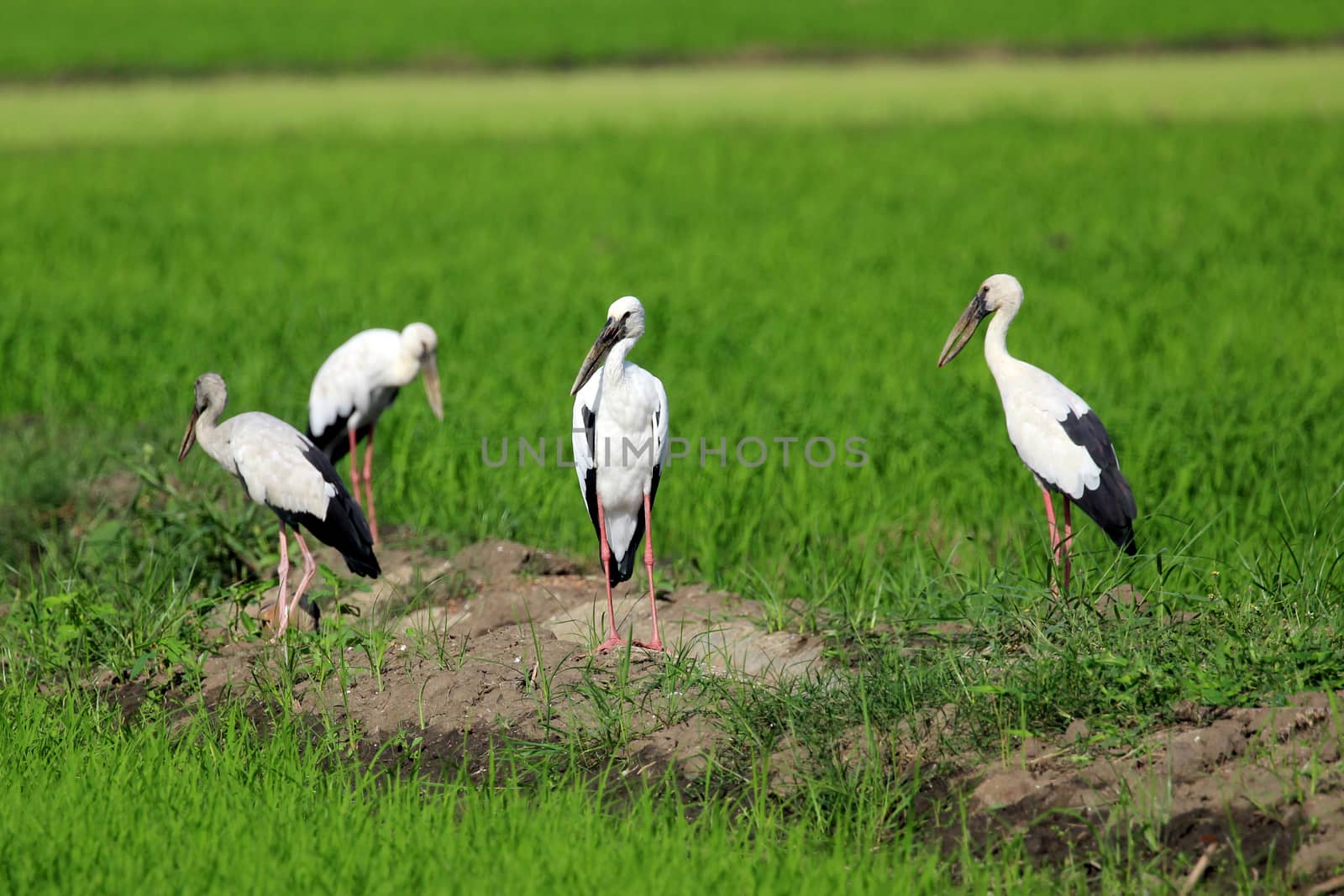 Image of group stork on nature background by yod67