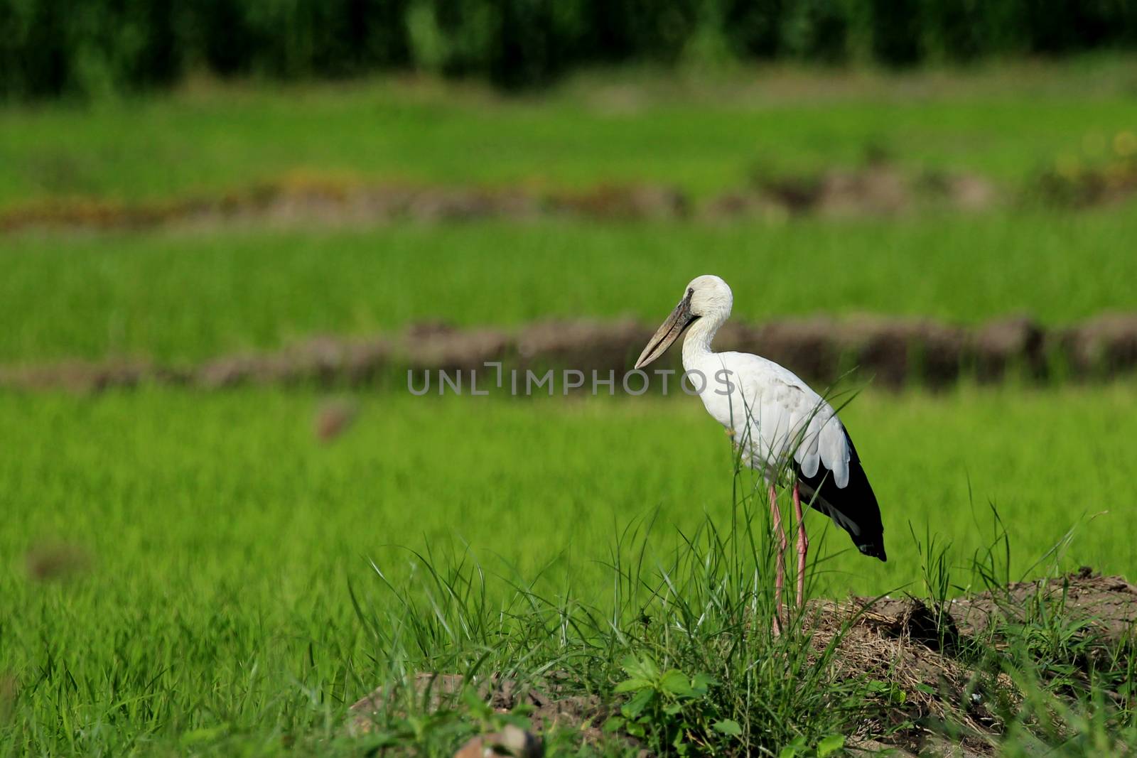 Image of stork on nature background