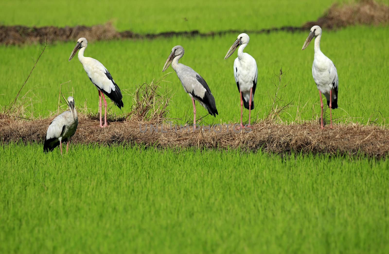 Image of group stork on nature background
