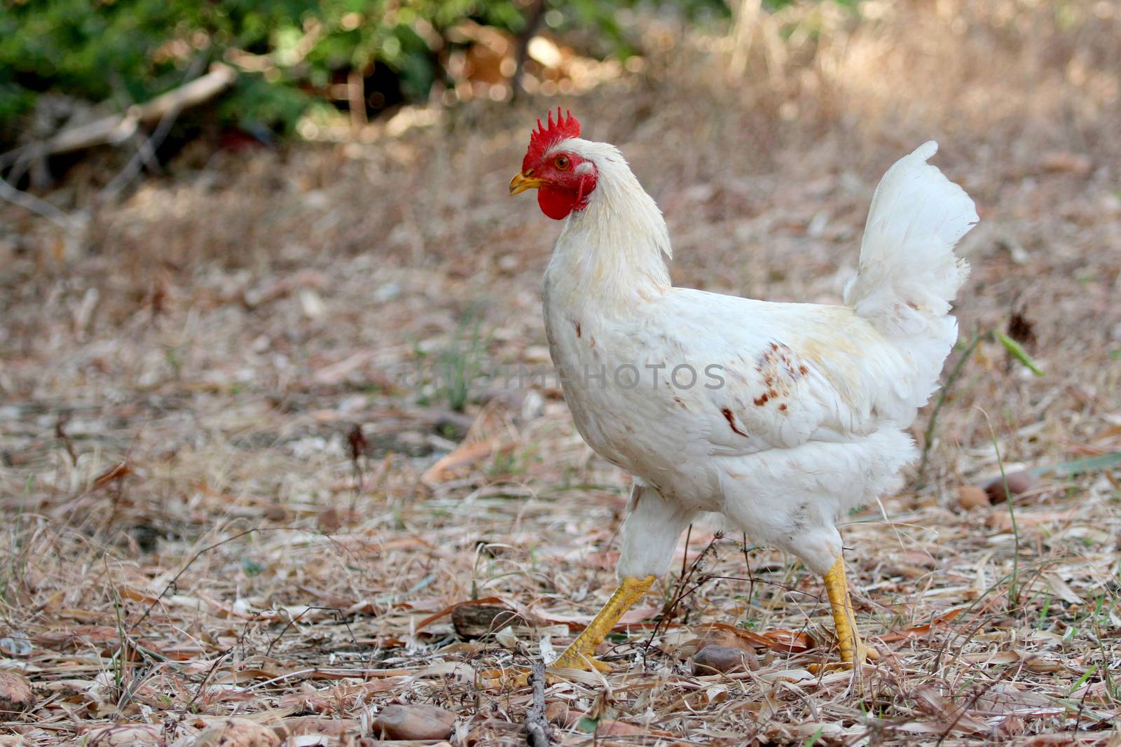 Image of white hen on nature background by yod67