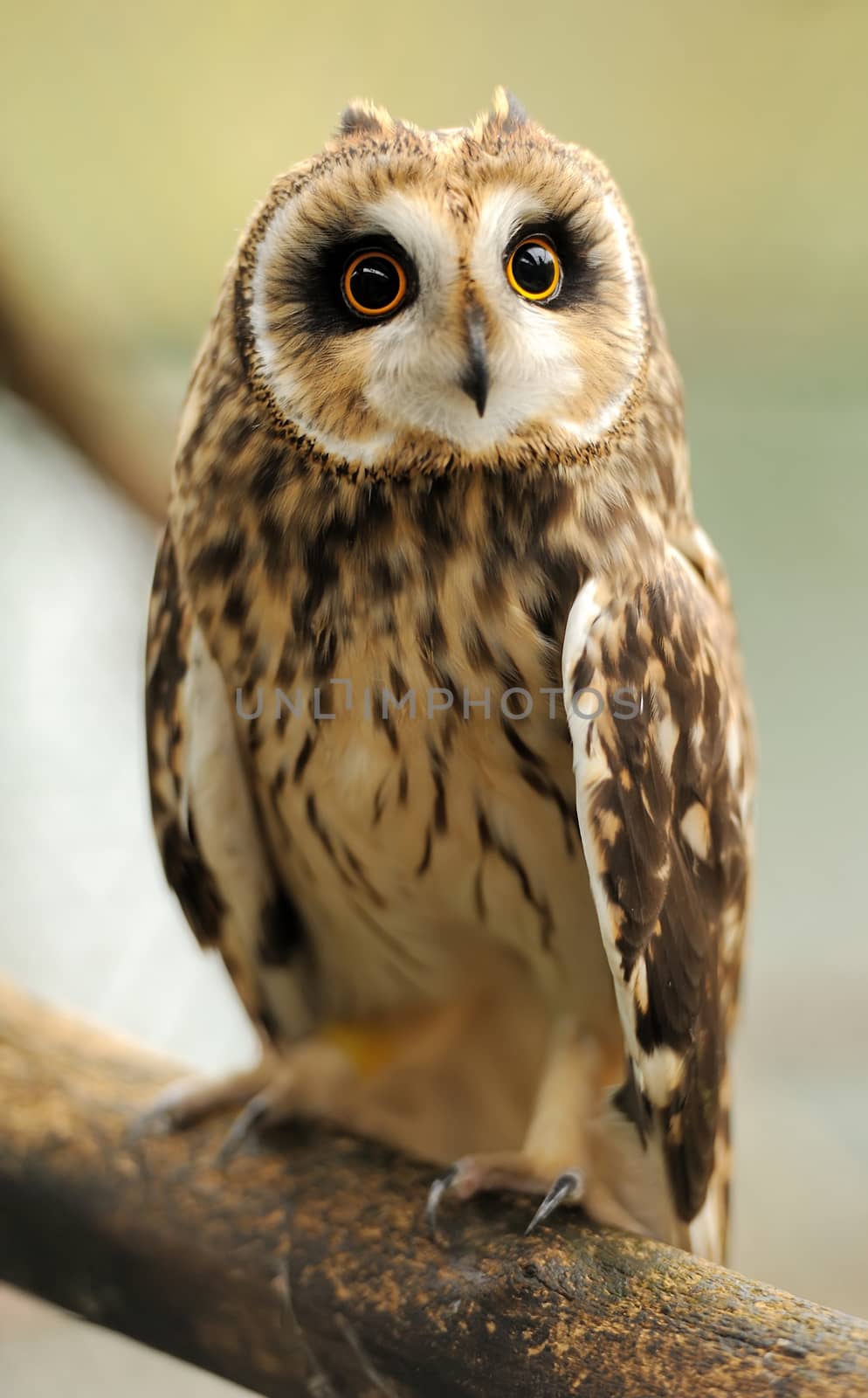 Young owl