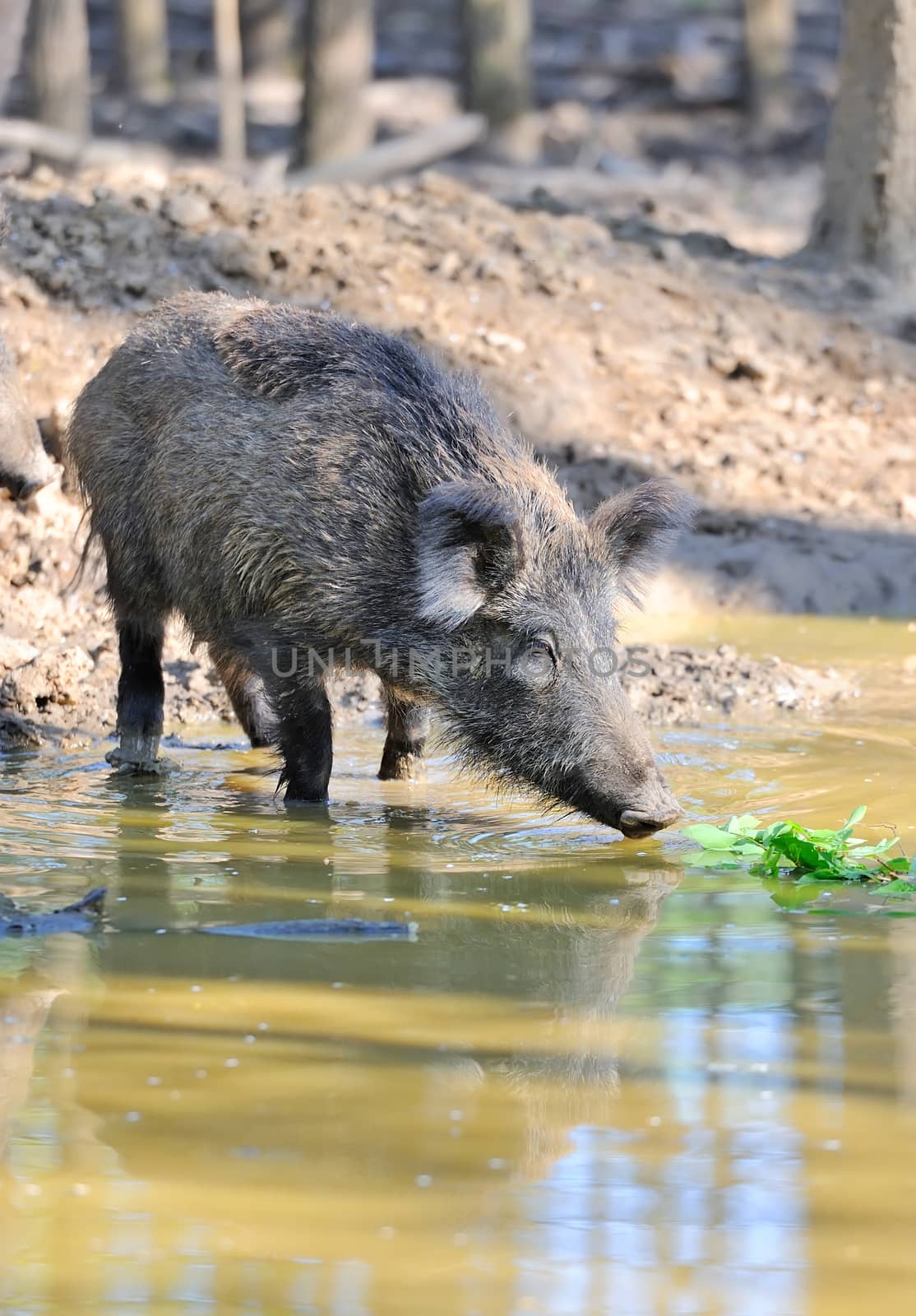 Wild boar in spring forest