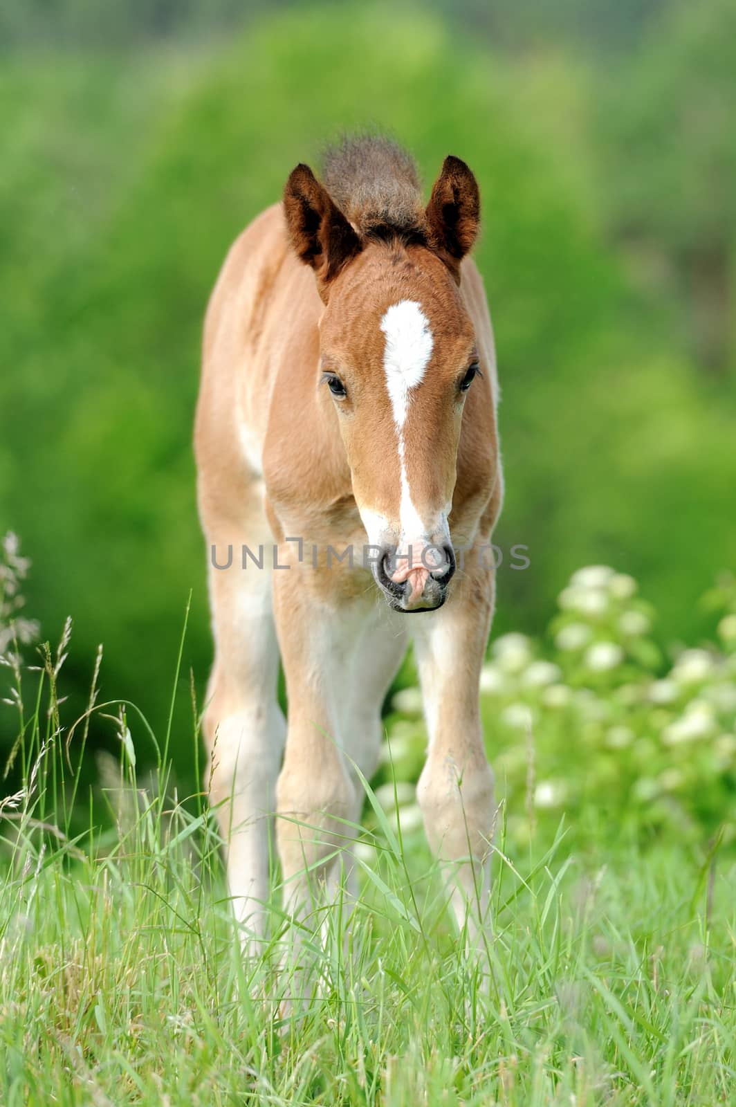 Colt in meadow