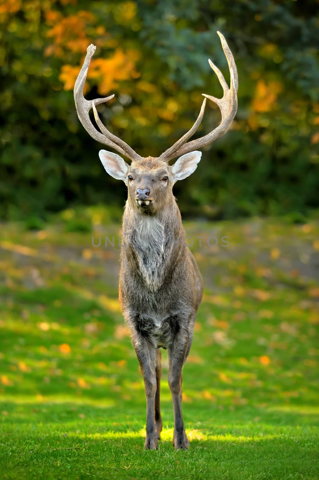 Beautiful image of red deer