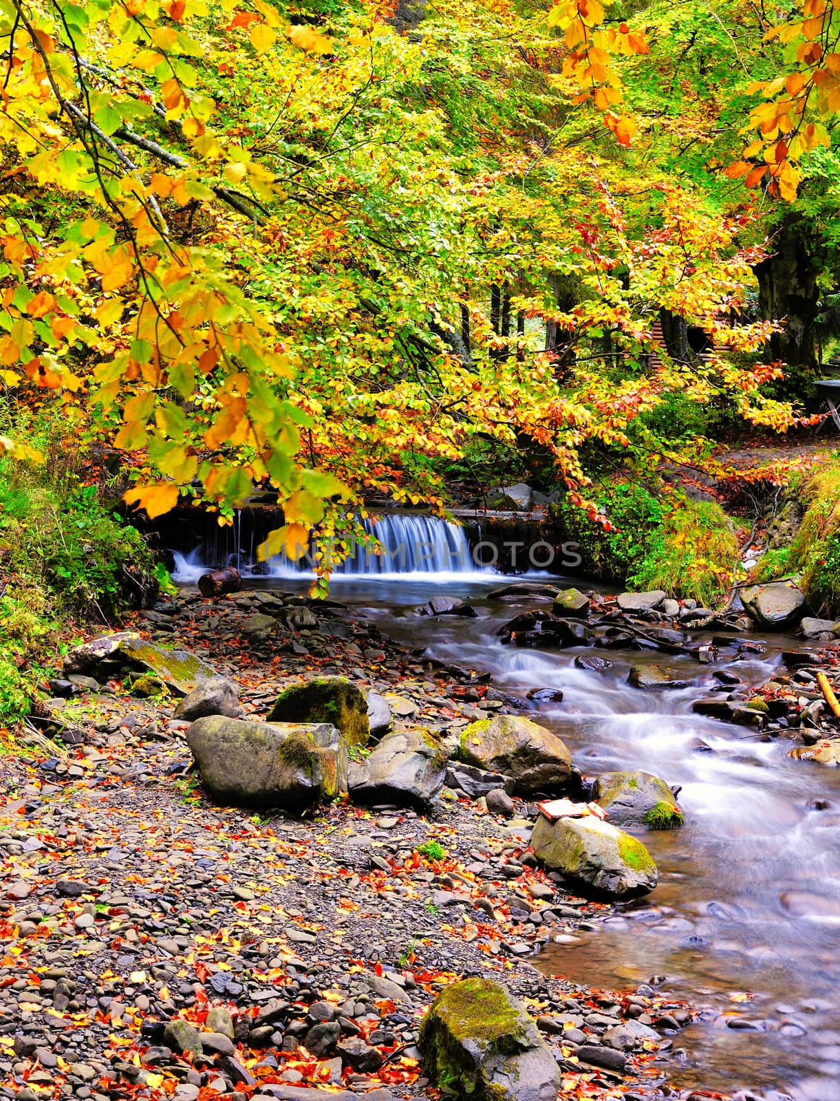 Autumn forest