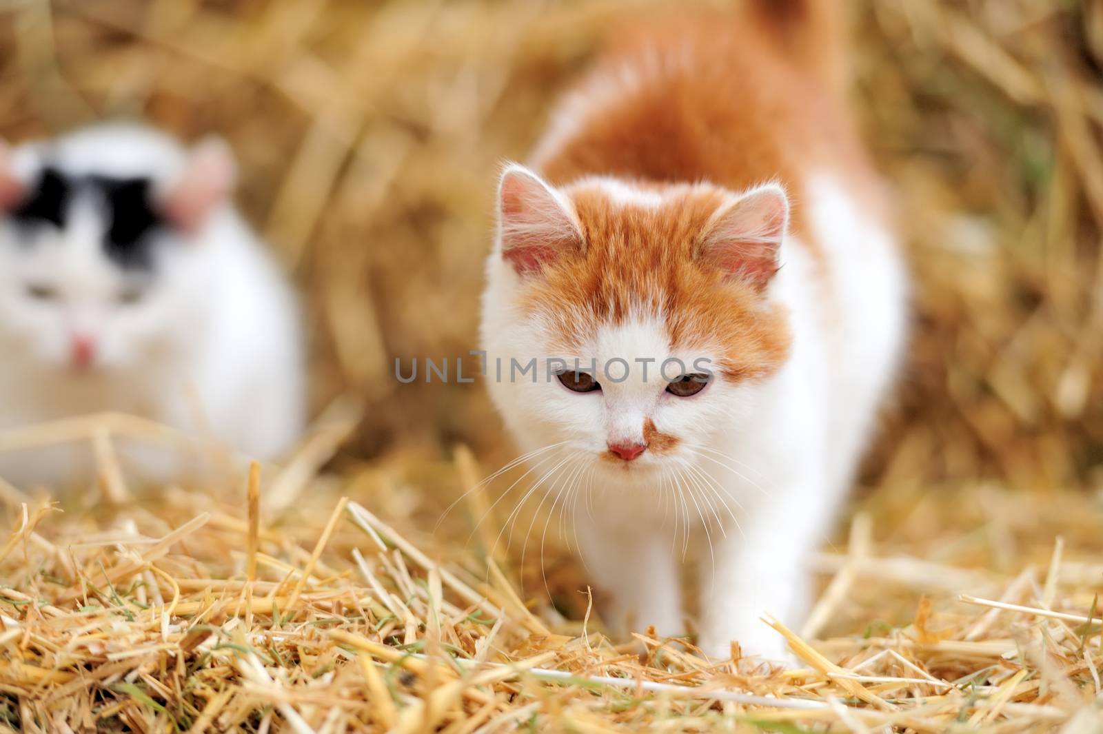 Cat on a straw by byrdyak