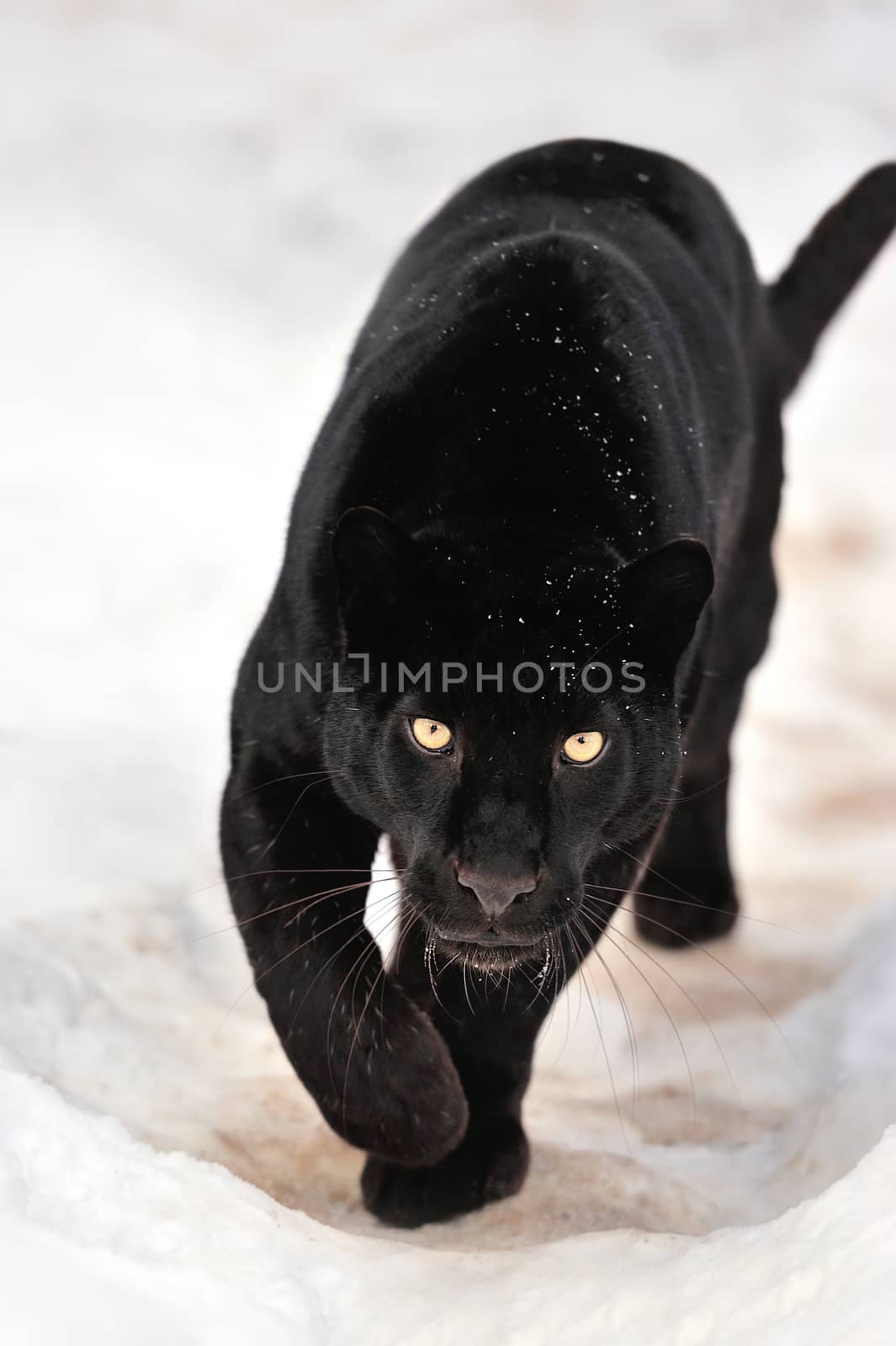 Beautiful leopard on snow
