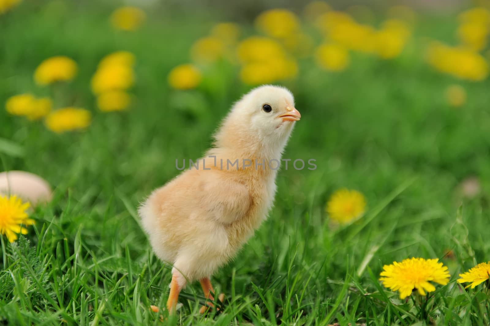 Little chicken on the grass