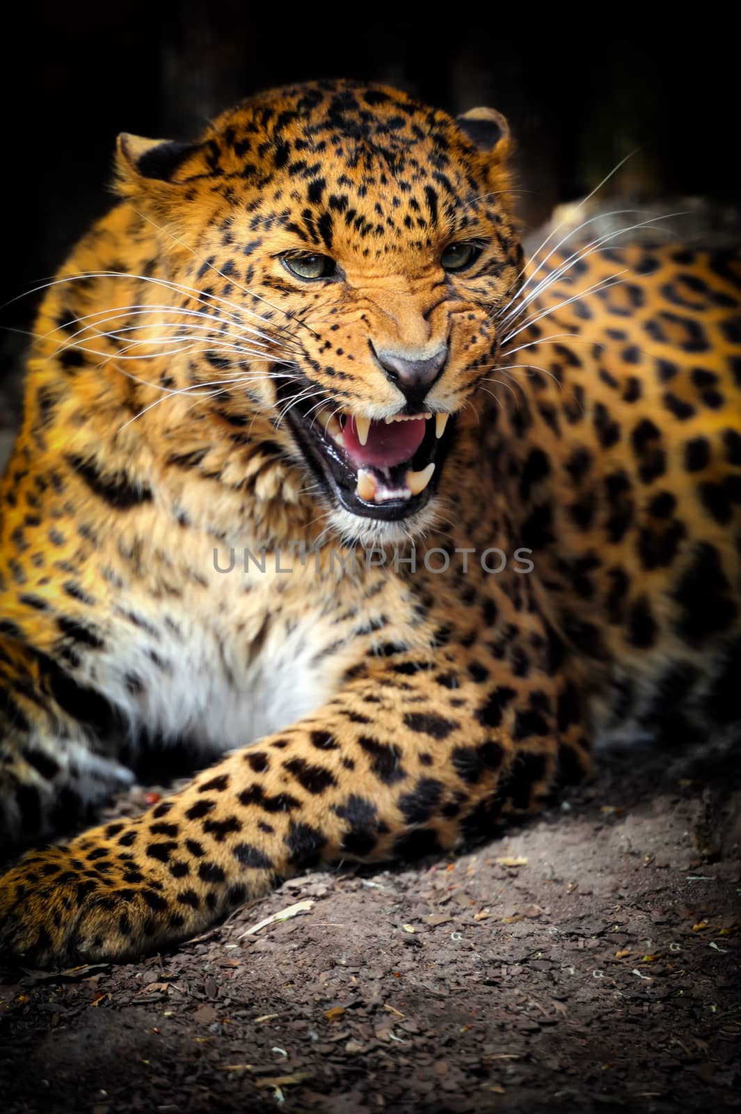 Close-up leopard portrait