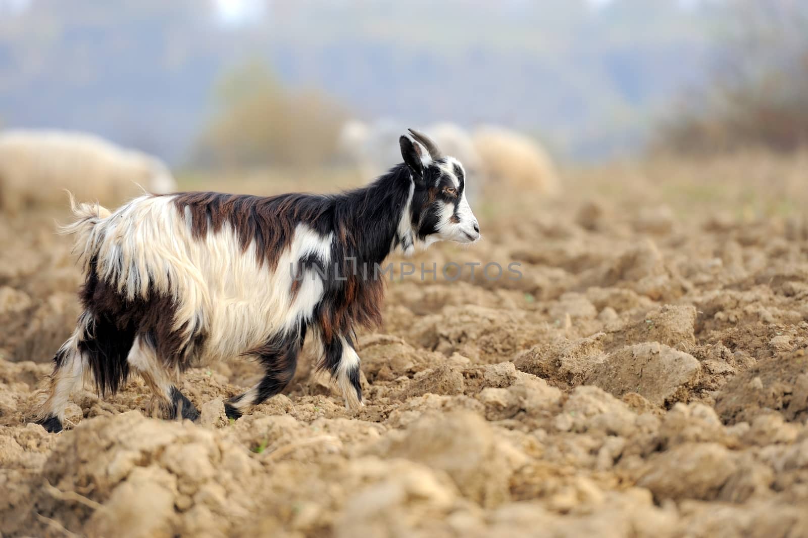 Goat in meadow. Goat herd