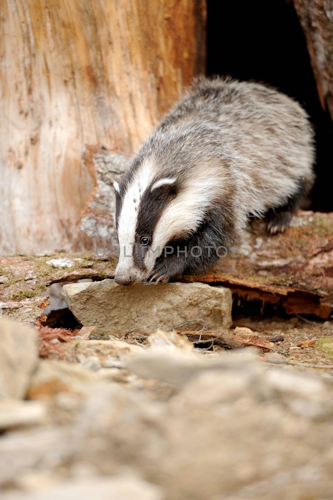 Badger near its burrow in the forest 