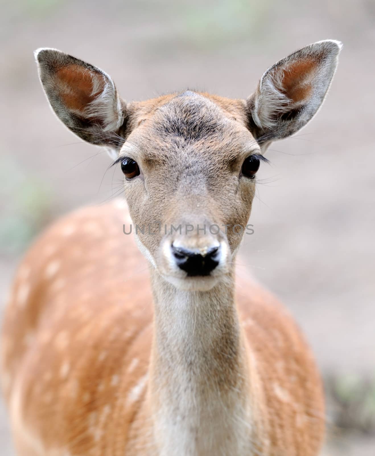 Close-up fallow deer in wild nature