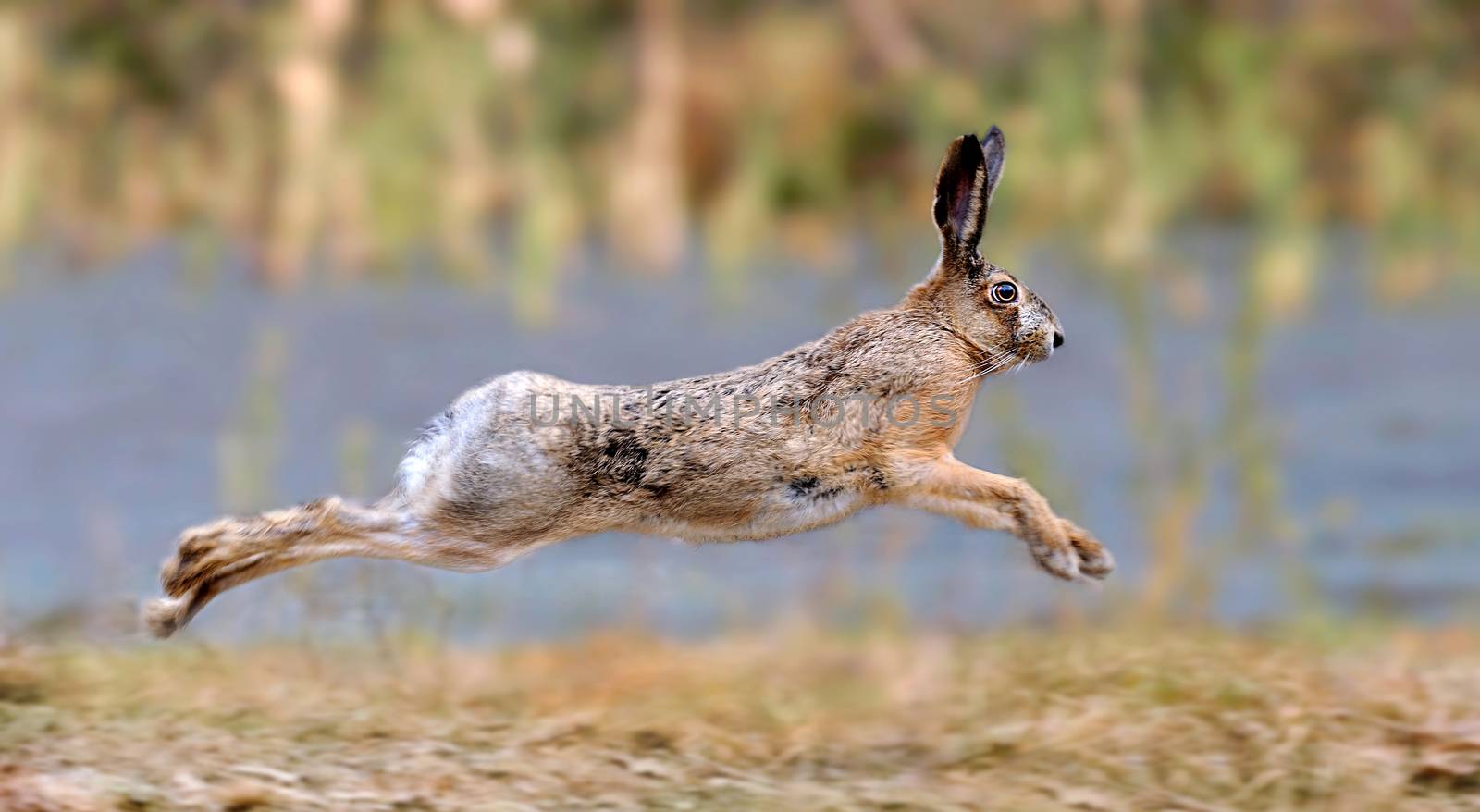 Hare running in a meadow 