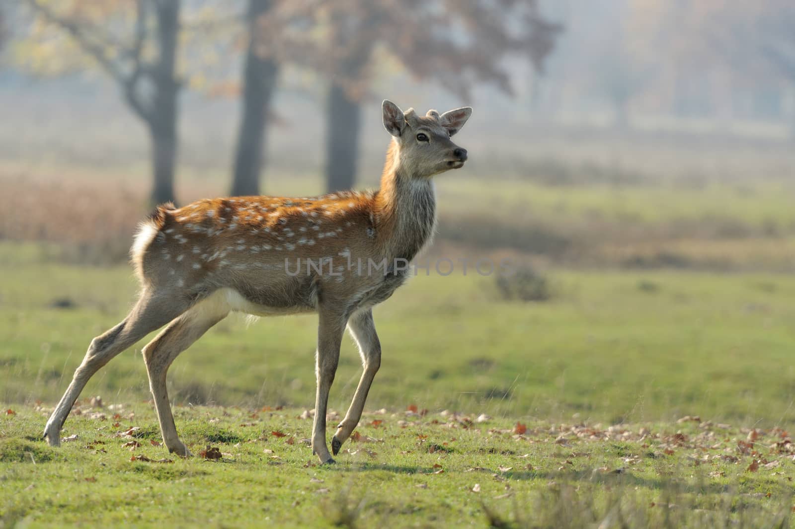 Deer in autumn field