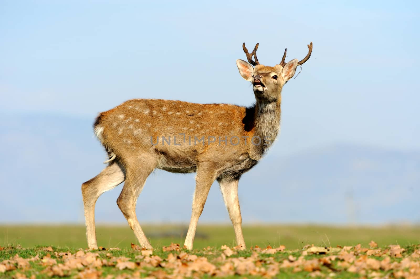 Beautiful Red Deer in meadow