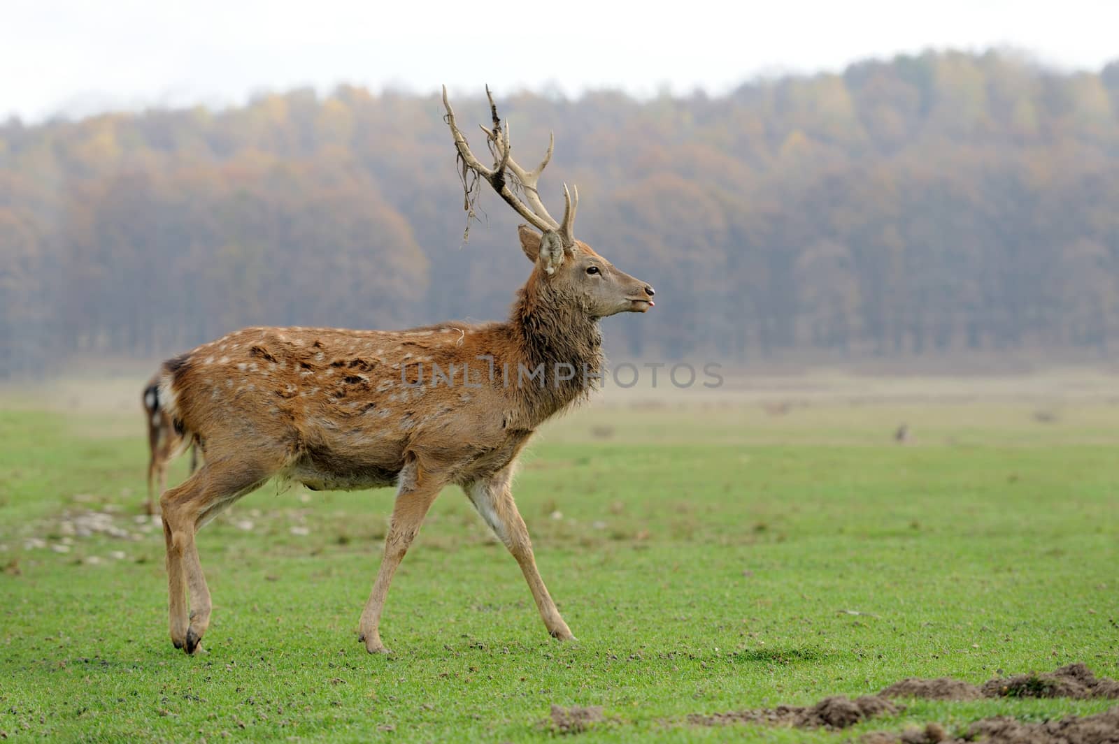 Deer in autumn field