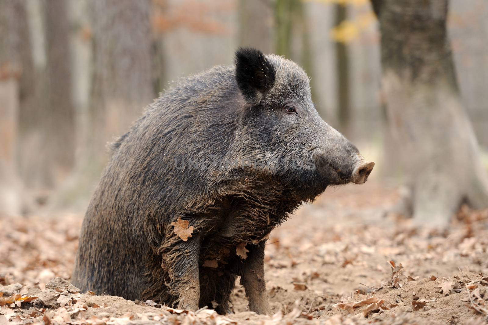 Wild boar in autumn forest