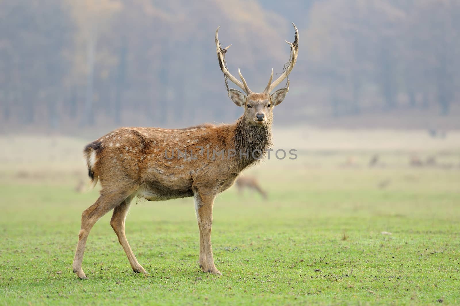 Deer in autumn field