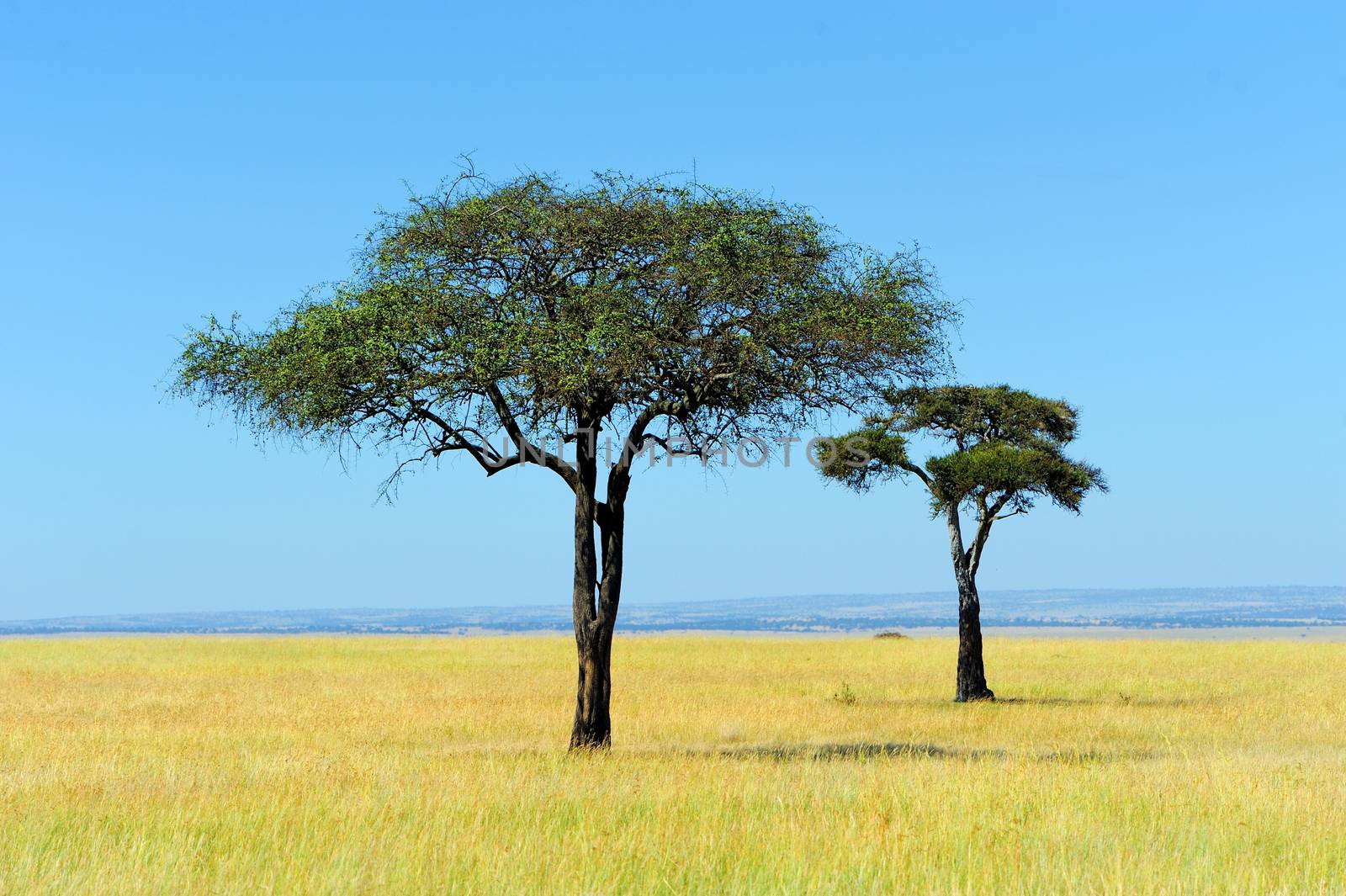 Savannah landscape in the national park in kenya