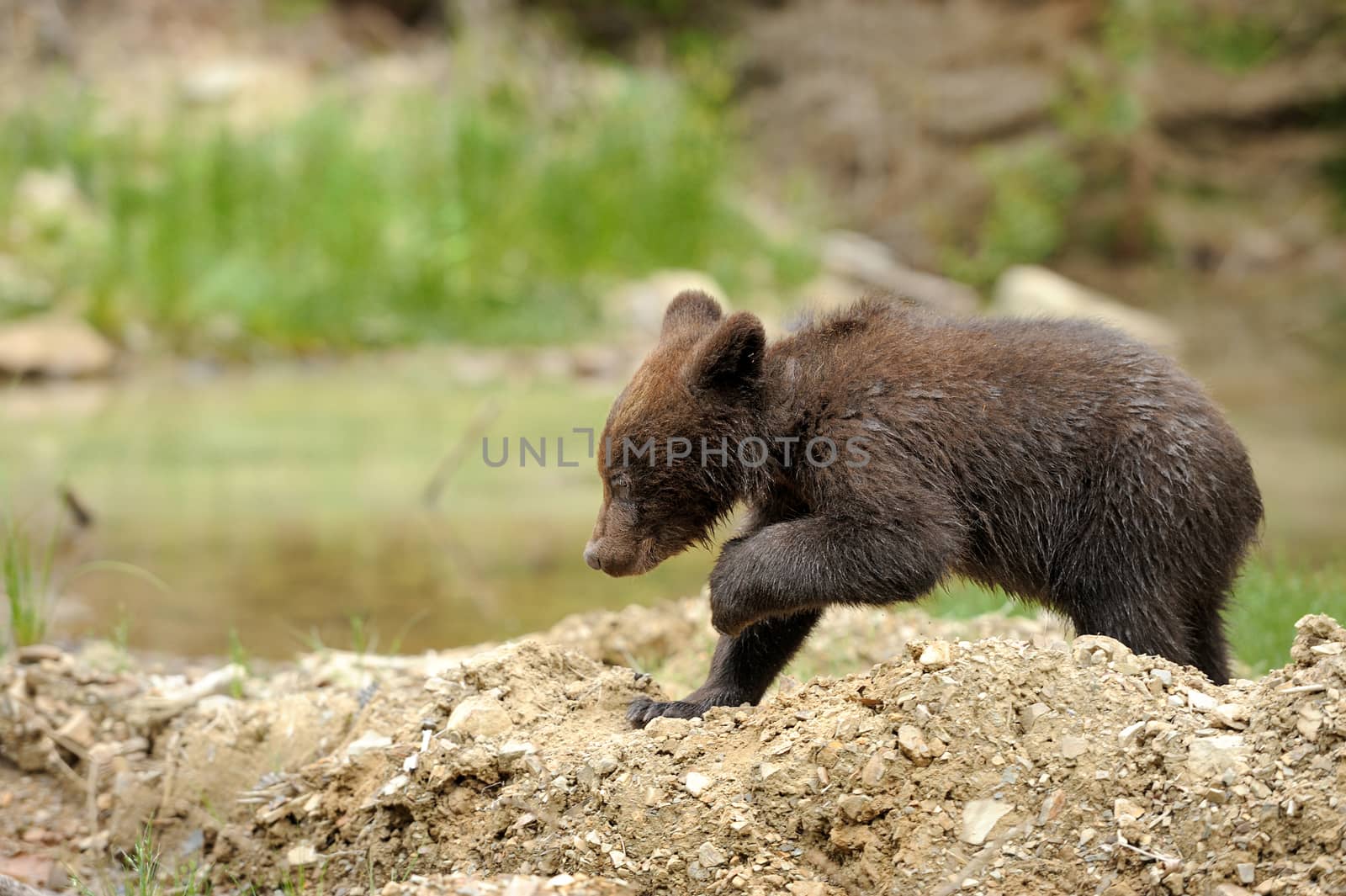 Brown bear cub in a forest