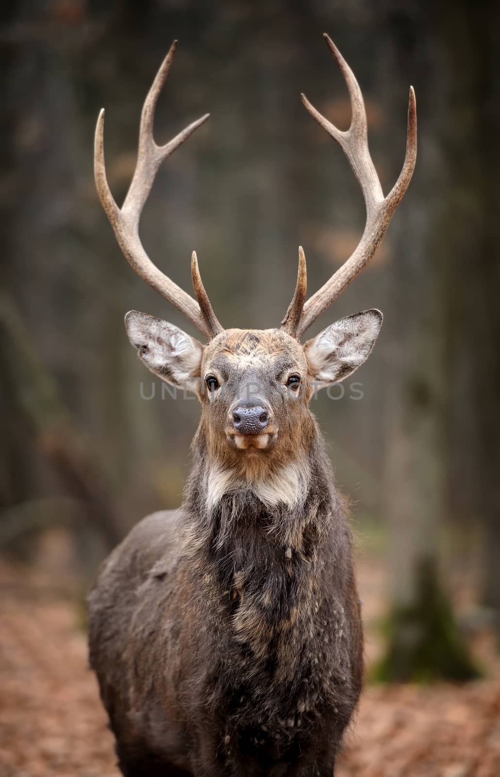 Beautiful Red Deer in forest