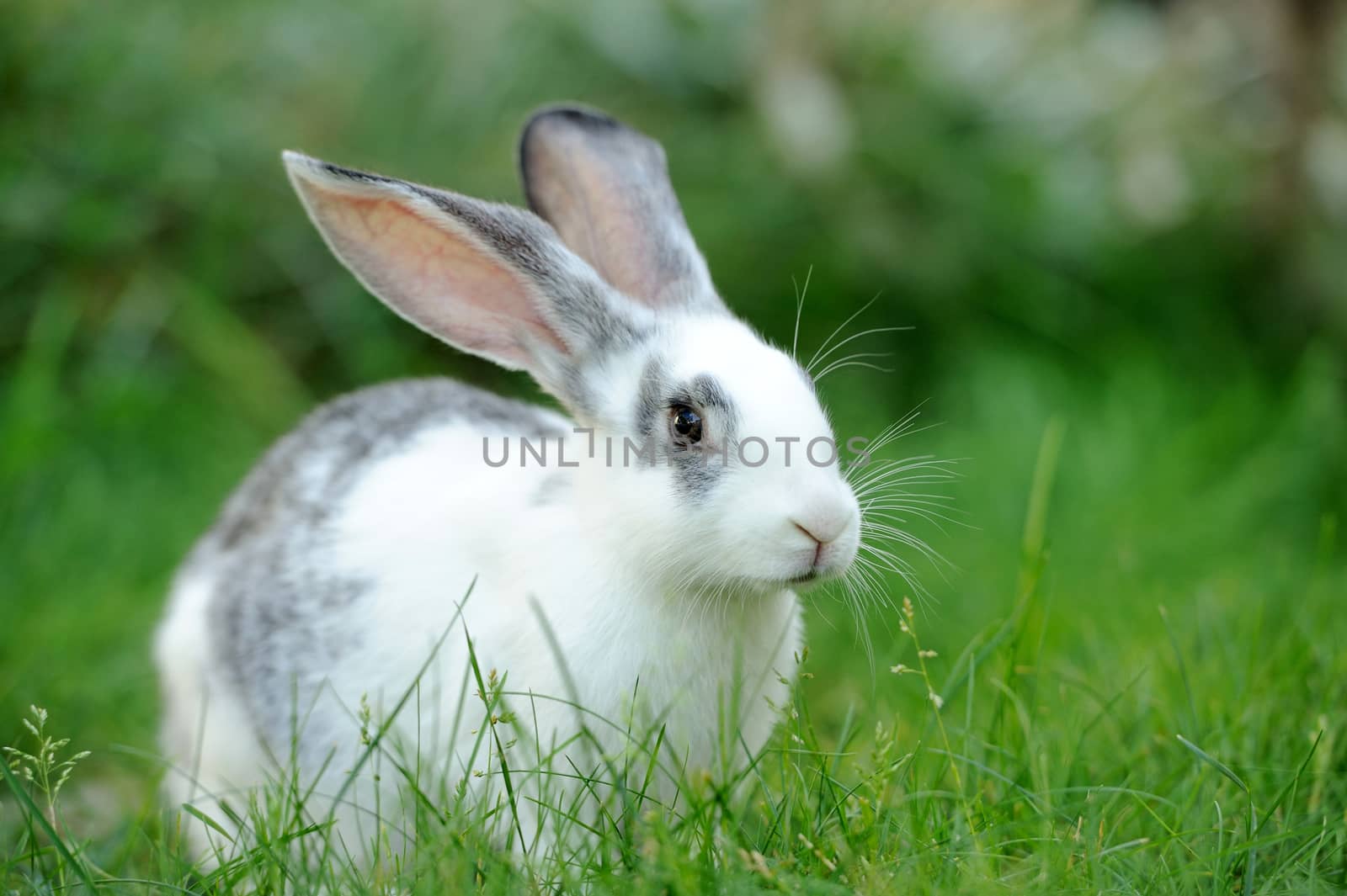 Baby rabbit in grass. Summer day