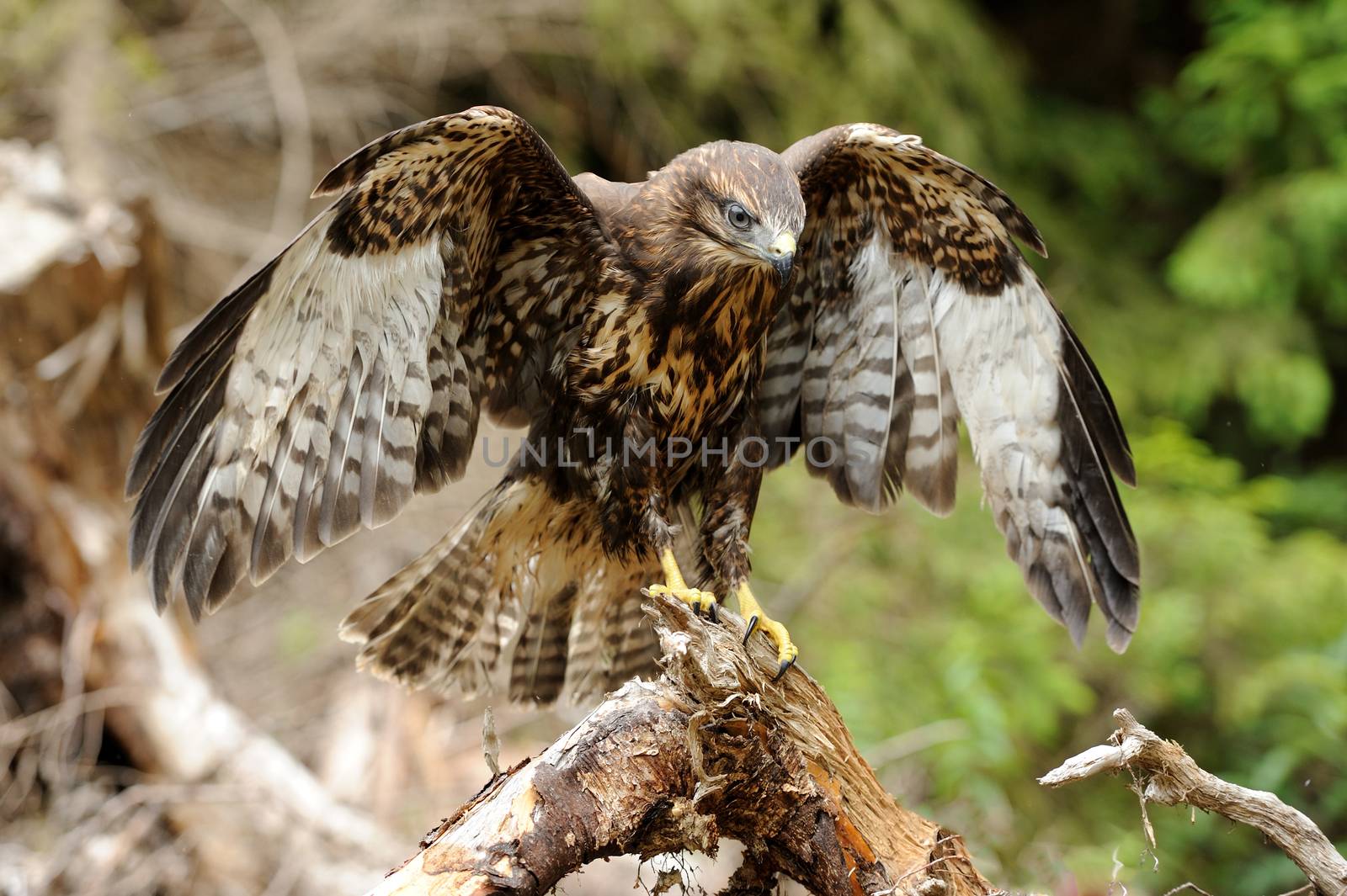 Hawk on a branch in forest